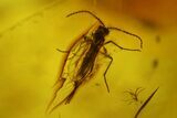 Two Detailed Fossil Flies (One Fungus Gnat) In Baltic Amber #145301-2
